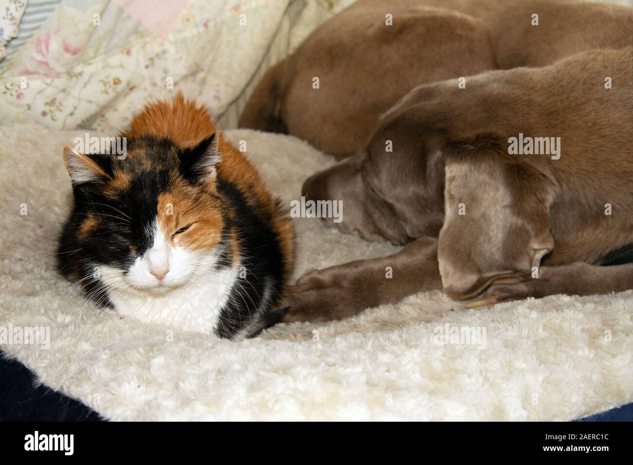 Old calico cat and an old Weimaraner dog sharing a dog bed, sleeping side by side Stock Photo