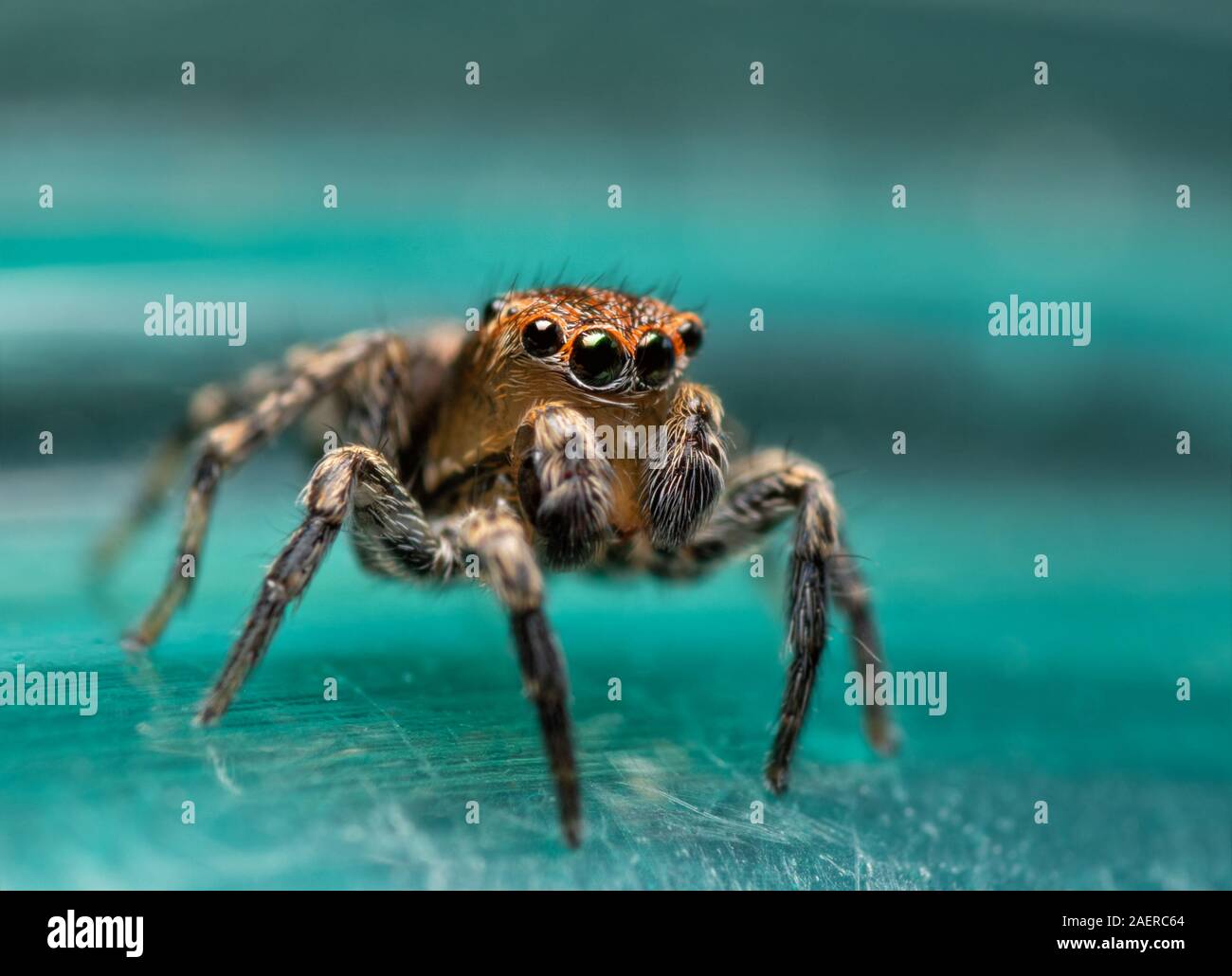 Absolutely adorable, tiny little Naphrys pulex jumping spider holding his pedipalps up Stock Photo