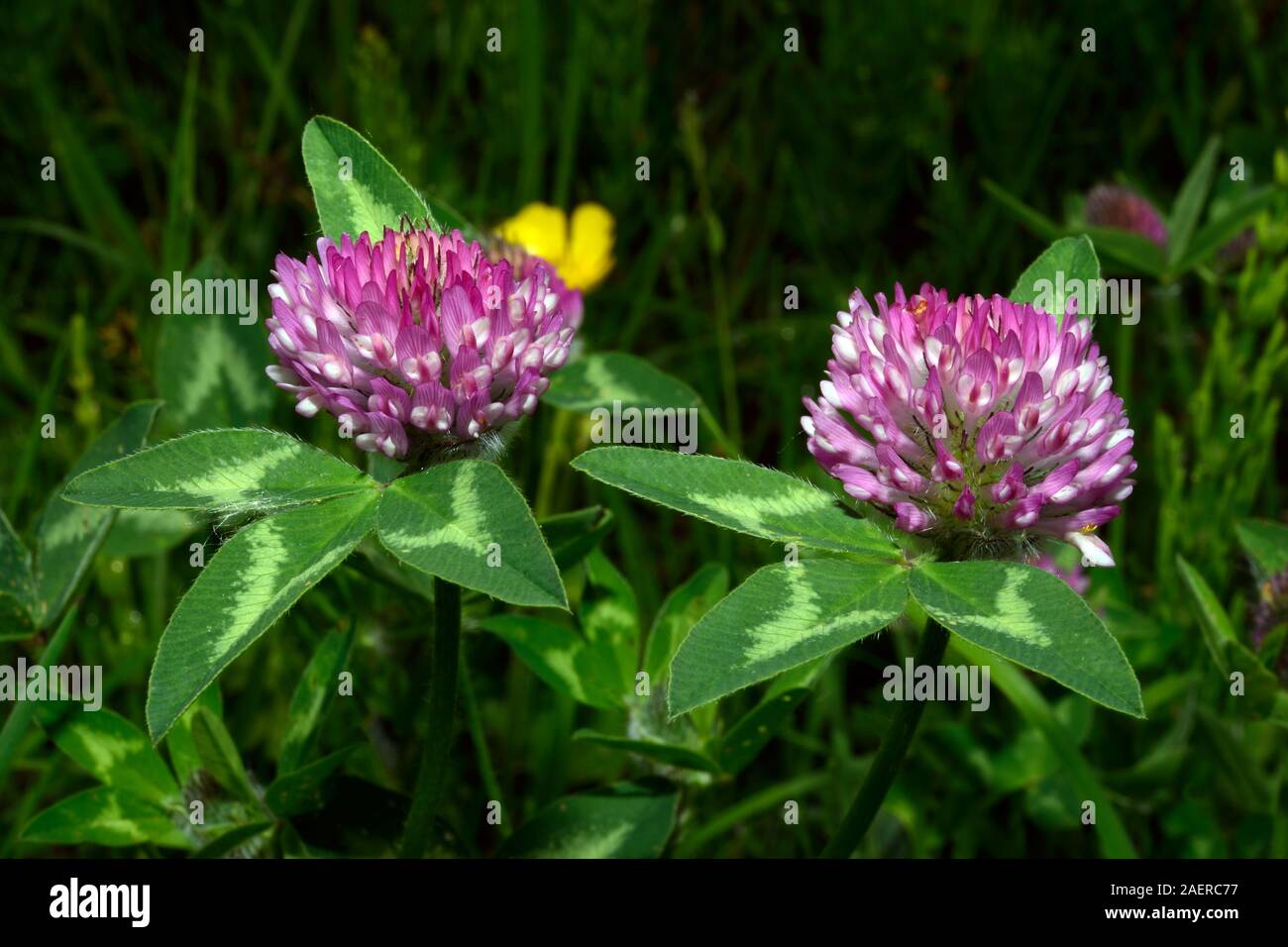 Trifolium pratense (red clover) is native to Europe, Western Asia, and northwest Africa but has been widely naturalised in other continents Stock Photo
