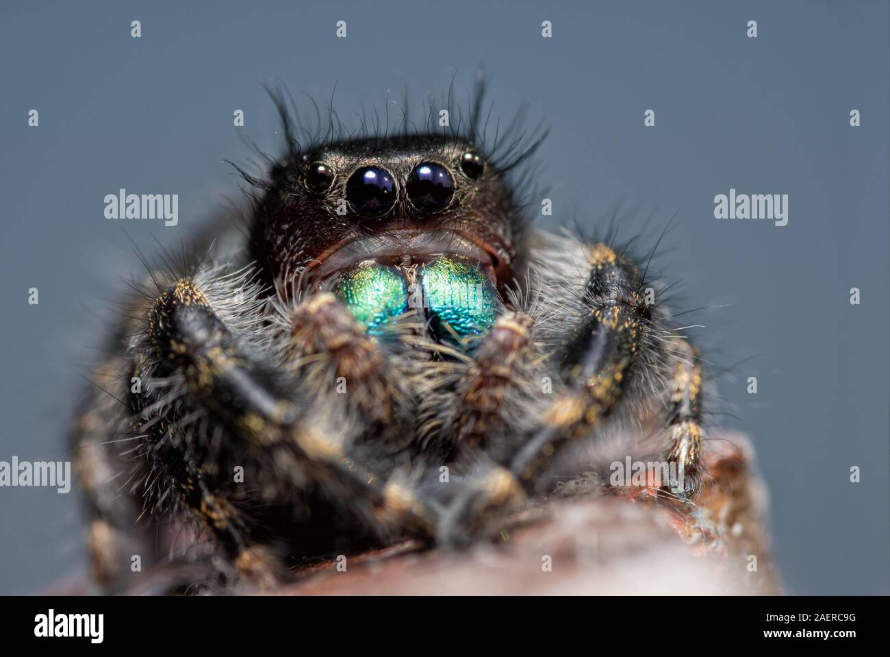 Immature Phidippus audax, Bold jumping spider, with his iridescent blue-green chelicerae, resting on top of a fence post with blue sky background Stock Photo