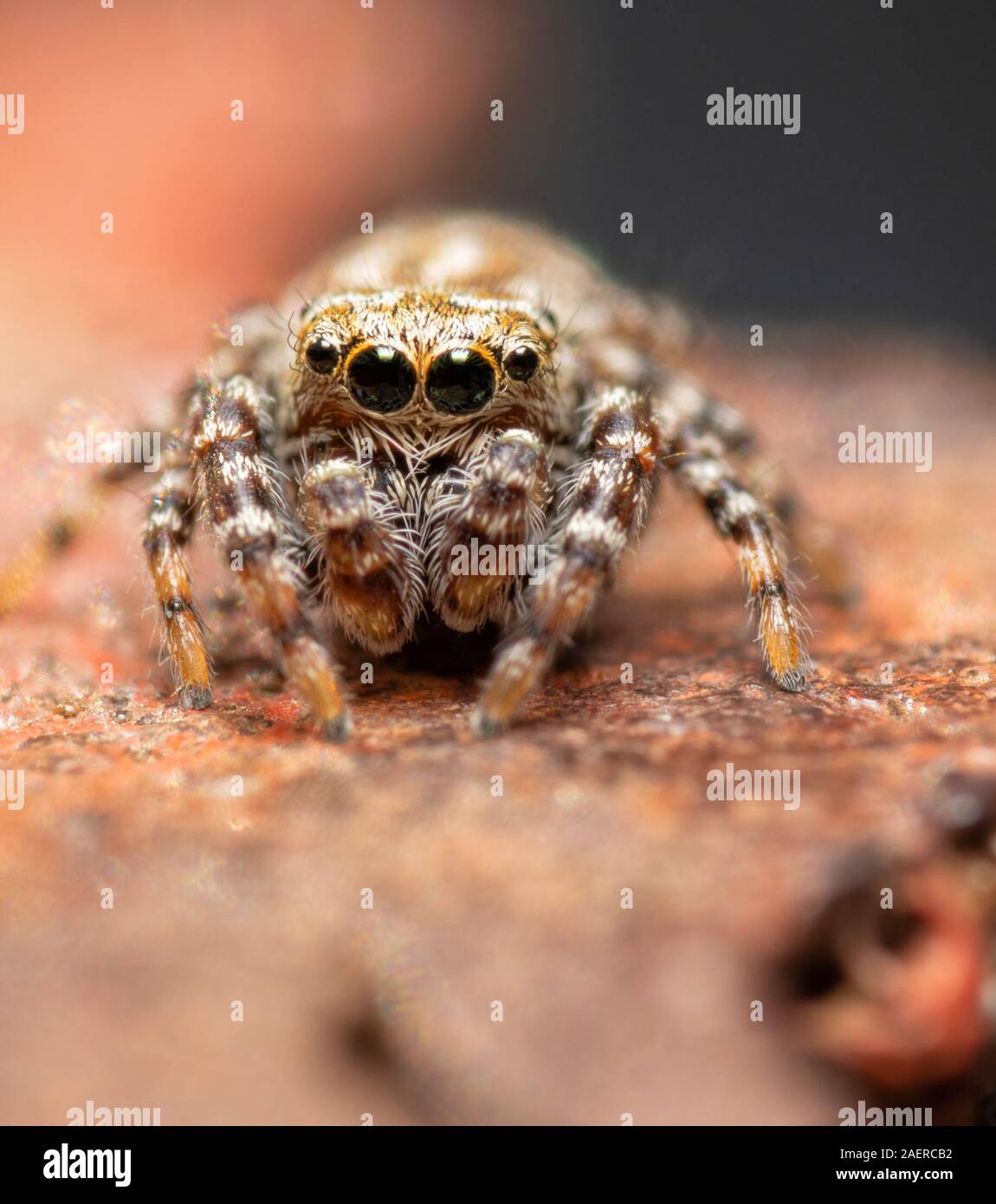Tiny little Pelegrina galathea, Peppered Jumper, sitting on top of a metal fence post Stock Photo