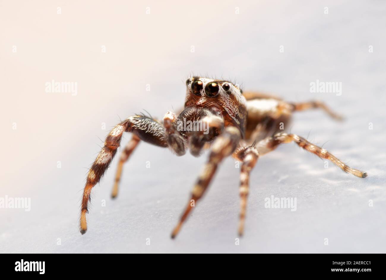 Three-quarter frontal view of a male Pelegrina proterva, Common White-Cheeked jumping spider looking up Stock Photo