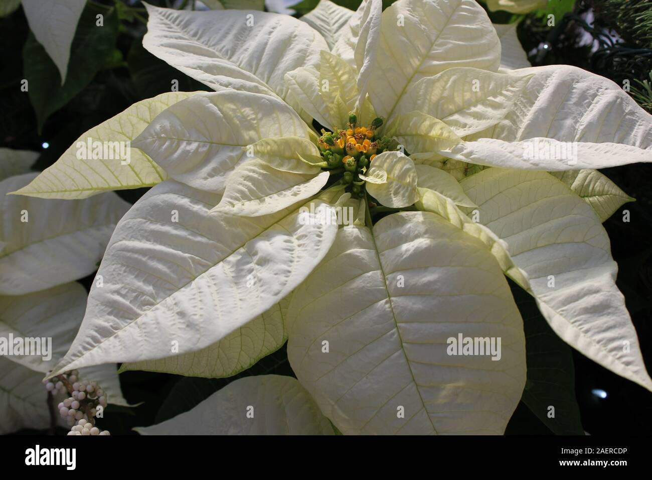 Creamy yellow poinsettia flower blossom, Flor de Nochebuena, Christmas ...