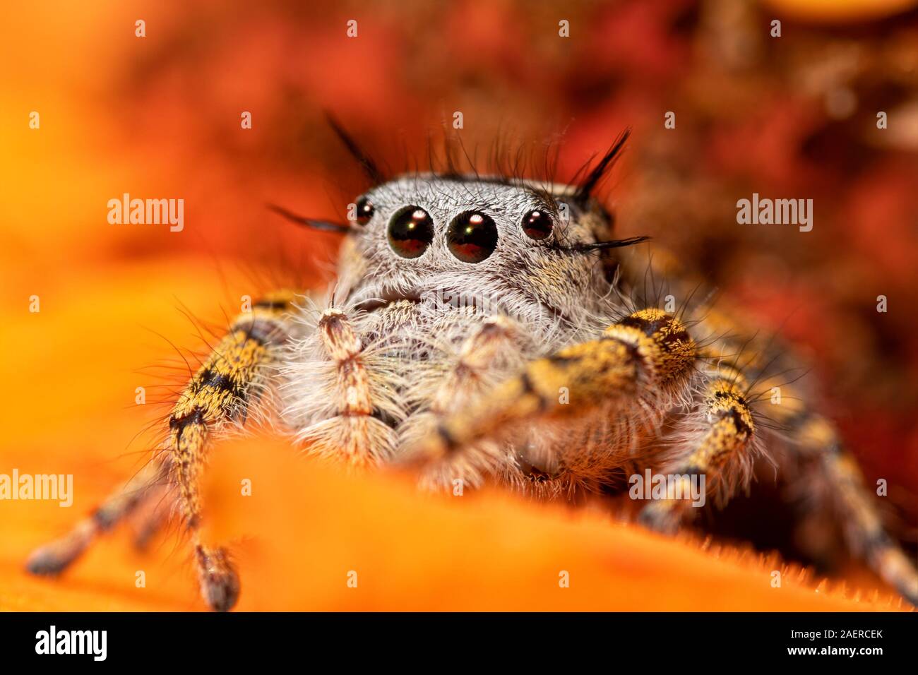 Beautiful female High Eyelashed Jumping Spider, Phidippus mystaceus, peeking out of an orange Zinnia flower Stock Photo