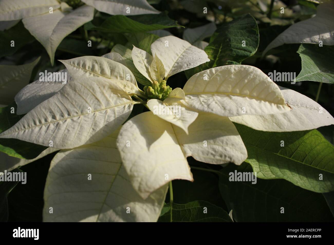 Creamy yellow poinsettia flower blossom, Flor de Nochebuena, Christmas