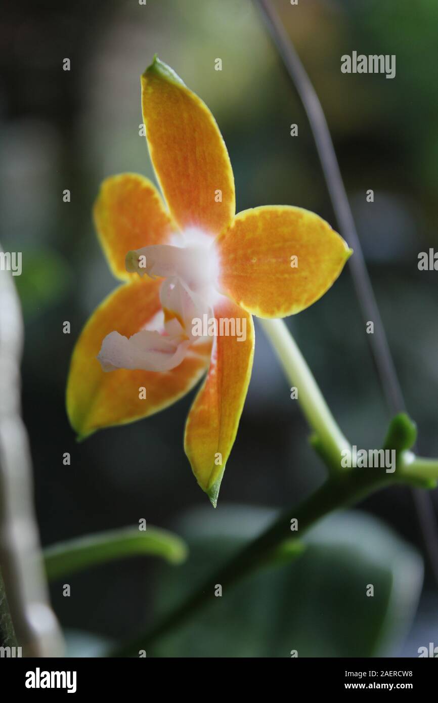 Orange Phalaenopsis venosa orchid in full bloom Stock Photo