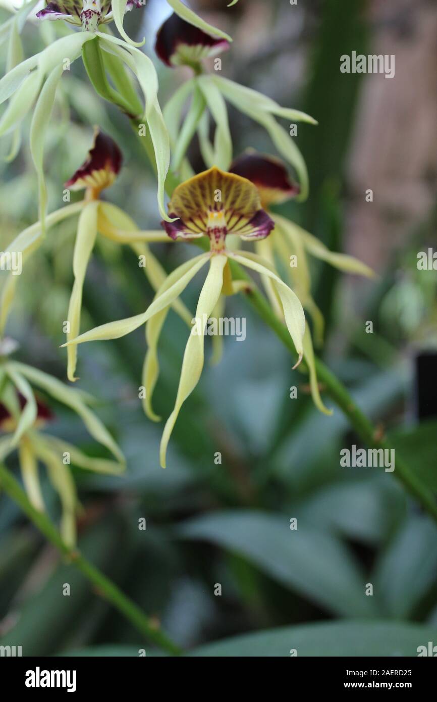 Beautiful healthy Prosthechea cochleata, Encyclia cochleata, cockle orchid, cockleshell orchid Stock Photo