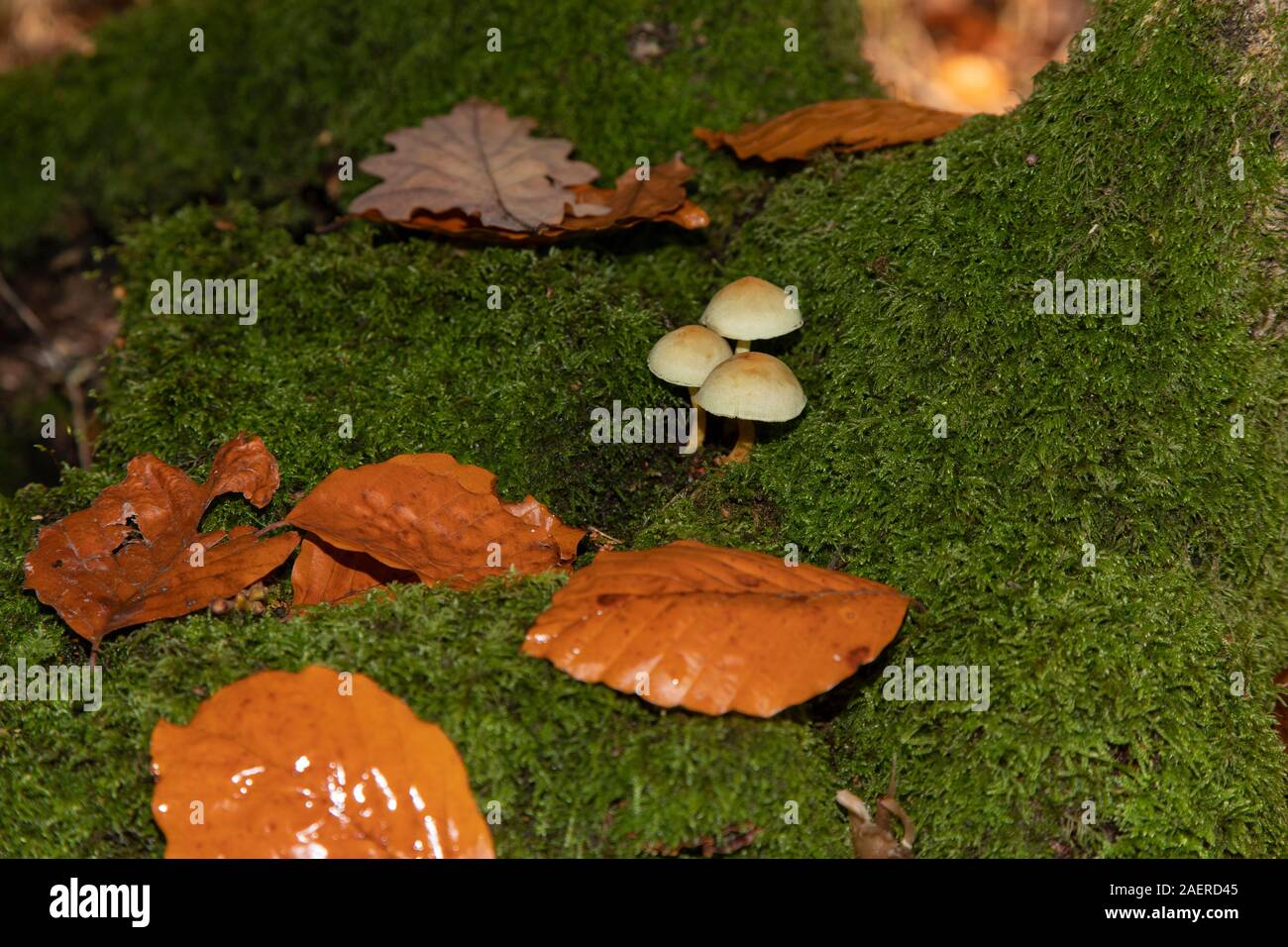 Sulphur tuft Fungus, UK Stock Photo