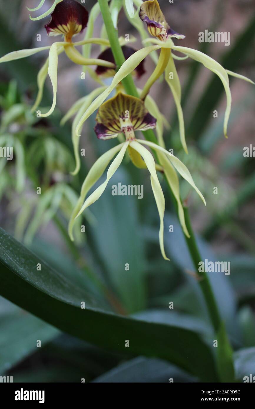 Beautiful healthy Prosthechea cochleata, Encyclia cochleata, cockle orchid, cockleshell orchid Stock Photo