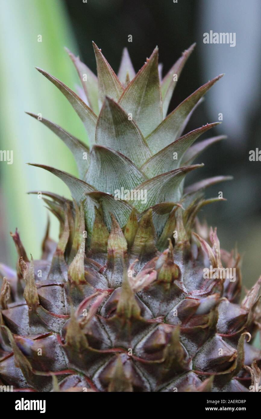 Pineapple plant with a budding baby pineapple fruit, Ananas comosus