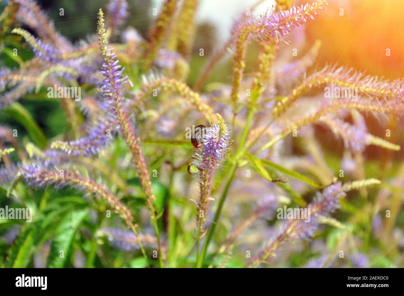 The blue flower of the garden plant Veronicastrum Virginicum Rosea, native to Canada and the USA. Bumblebee Stock Photo