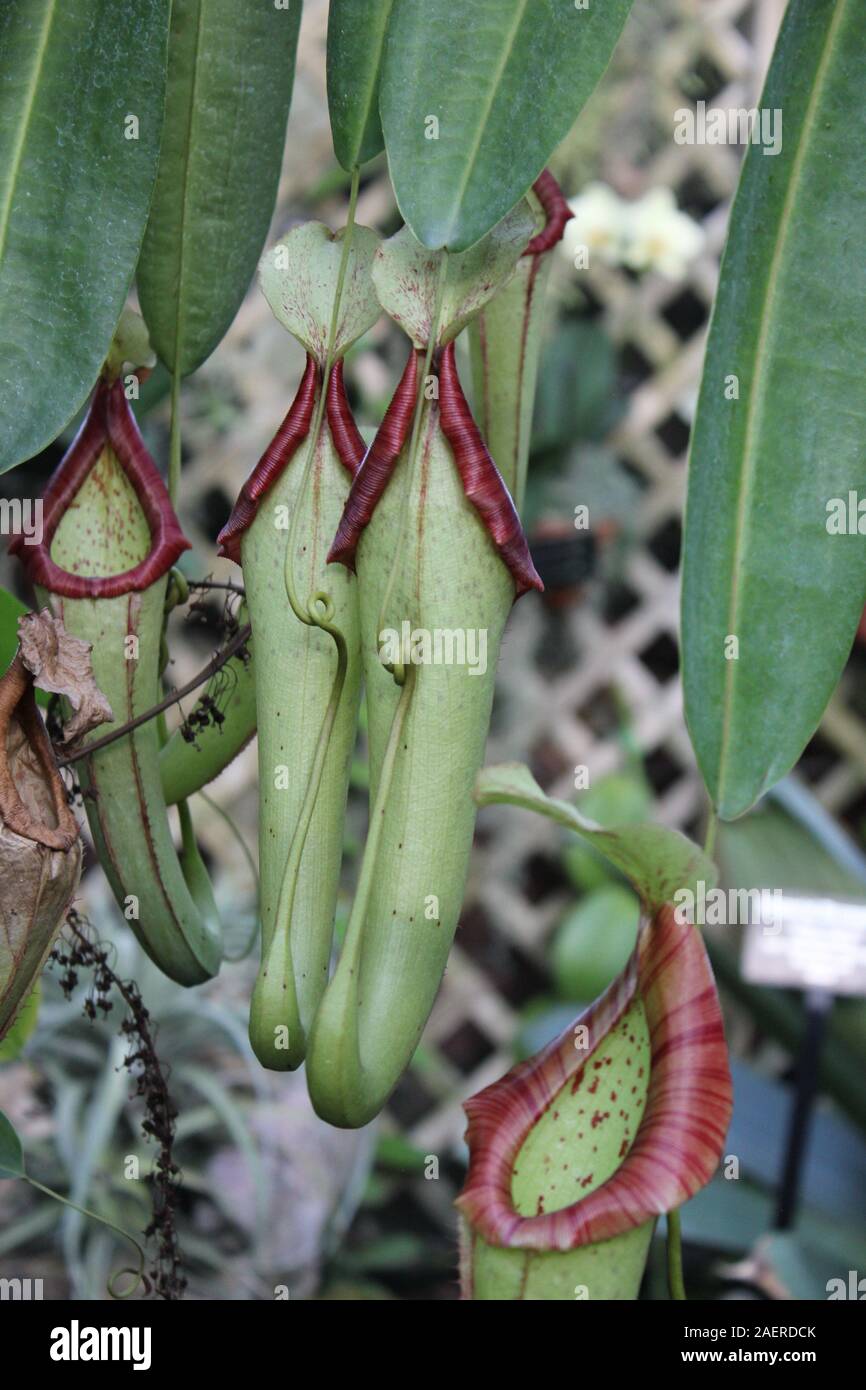 Nepenthes pitcher plant nepenthes hamata hi-res stock photography and ...