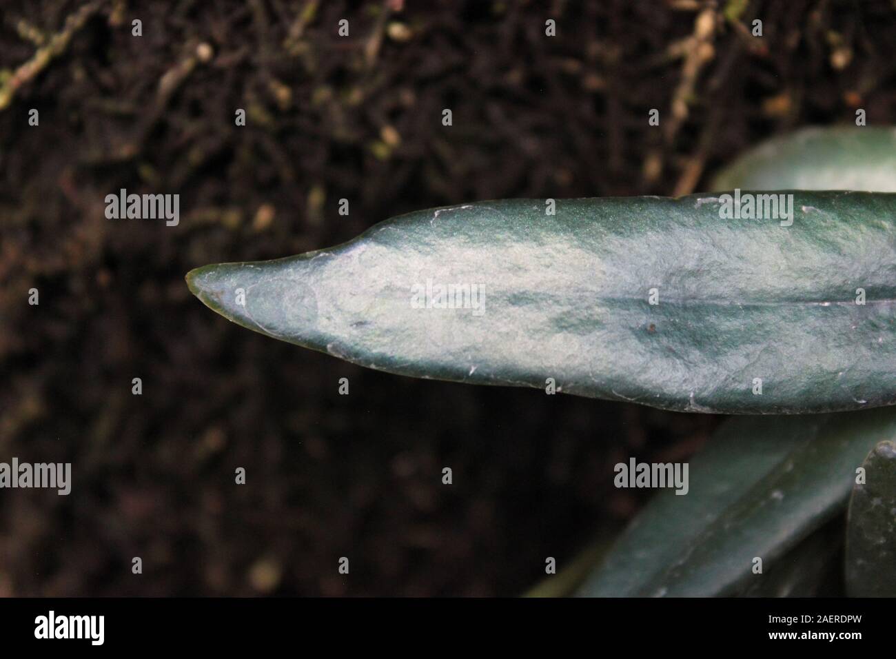 Hyper rare Polypodiaceae, oil fern, blue fern, microsorum steerii, Blue Mirror Fern, blue strap fern Stock Photo