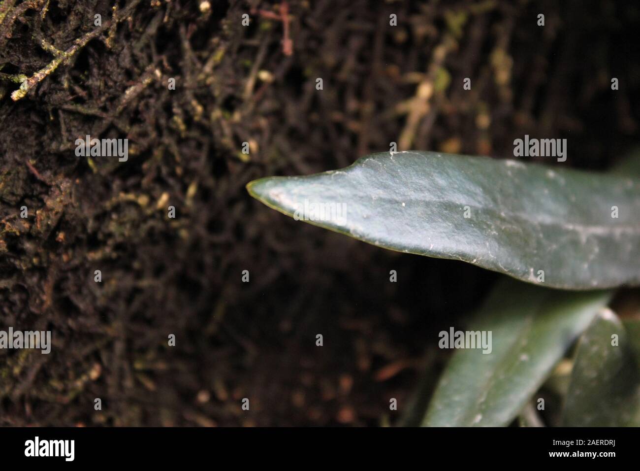 Hyper rare Polypodiaceae, oil fern, blue fern, microsorum steerii, Blue Mirror Fern, blue strap fern Stock Photo