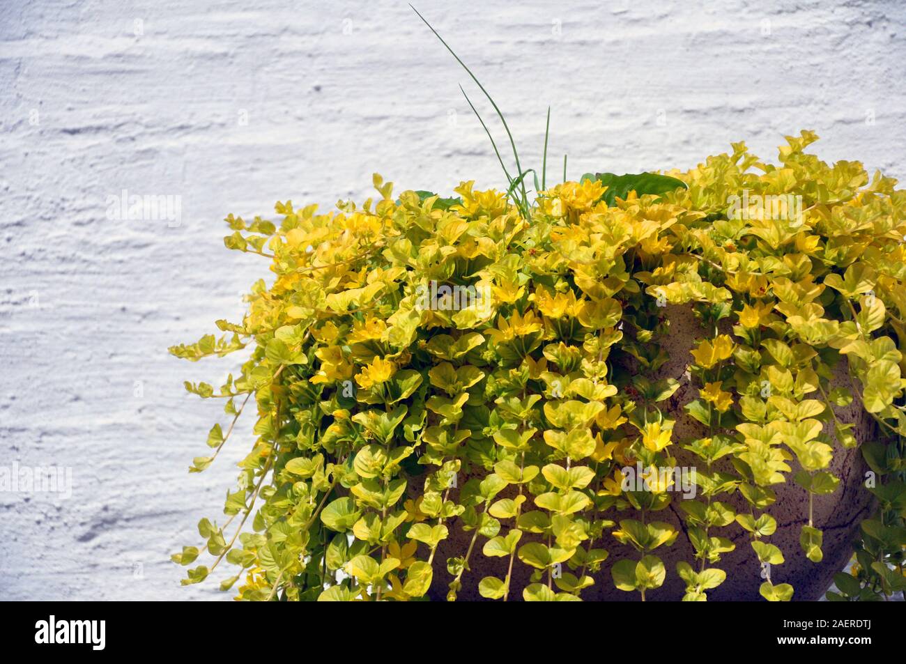 golden creeping jenny, scientific name Lysimachia nummularia, in a cache-pot against a white brick wall. Stock Photo