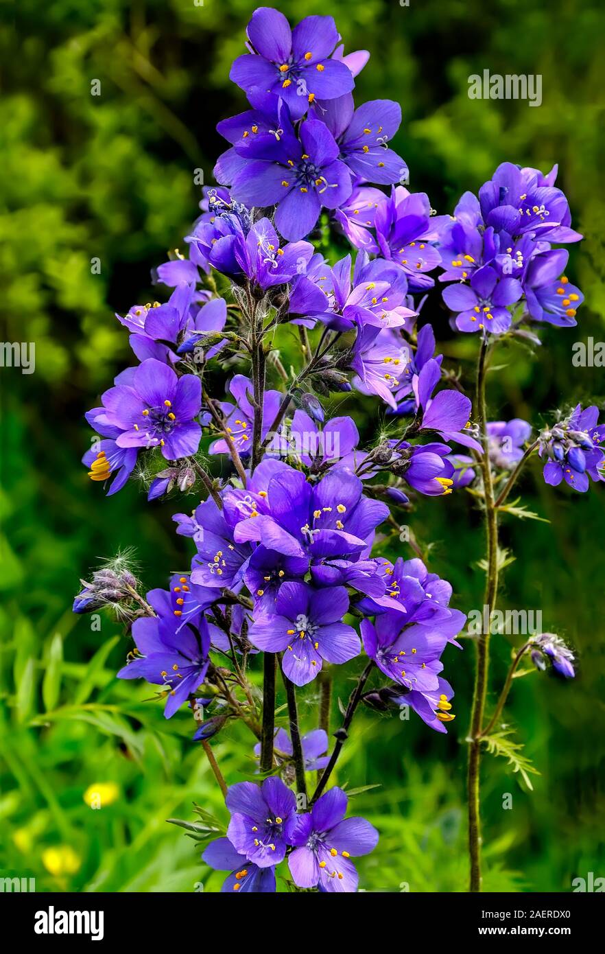 Jacob's Ladder or Greek valerian (Polemonium caeruleum) - medicinal herb, wild blue flowers in forest close up. Therapeutic effect of this plant is 8- Stock Photo