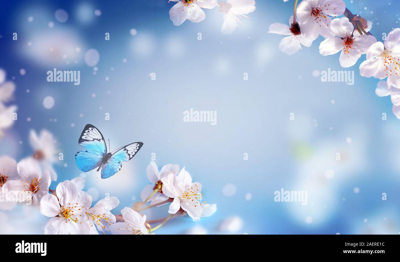 Cherry blossoms over blurred nature background. Spring flowers ...