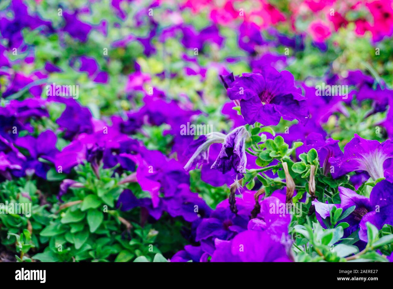 field of flowers of different shades of purple, white Stock Photo