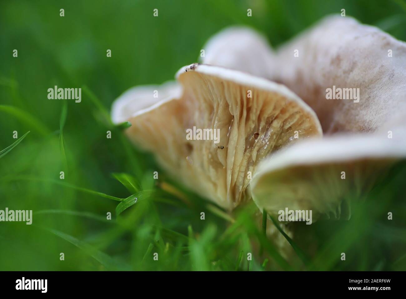 Toadstools or Fungi lamellae in the grass IV Stock Photo