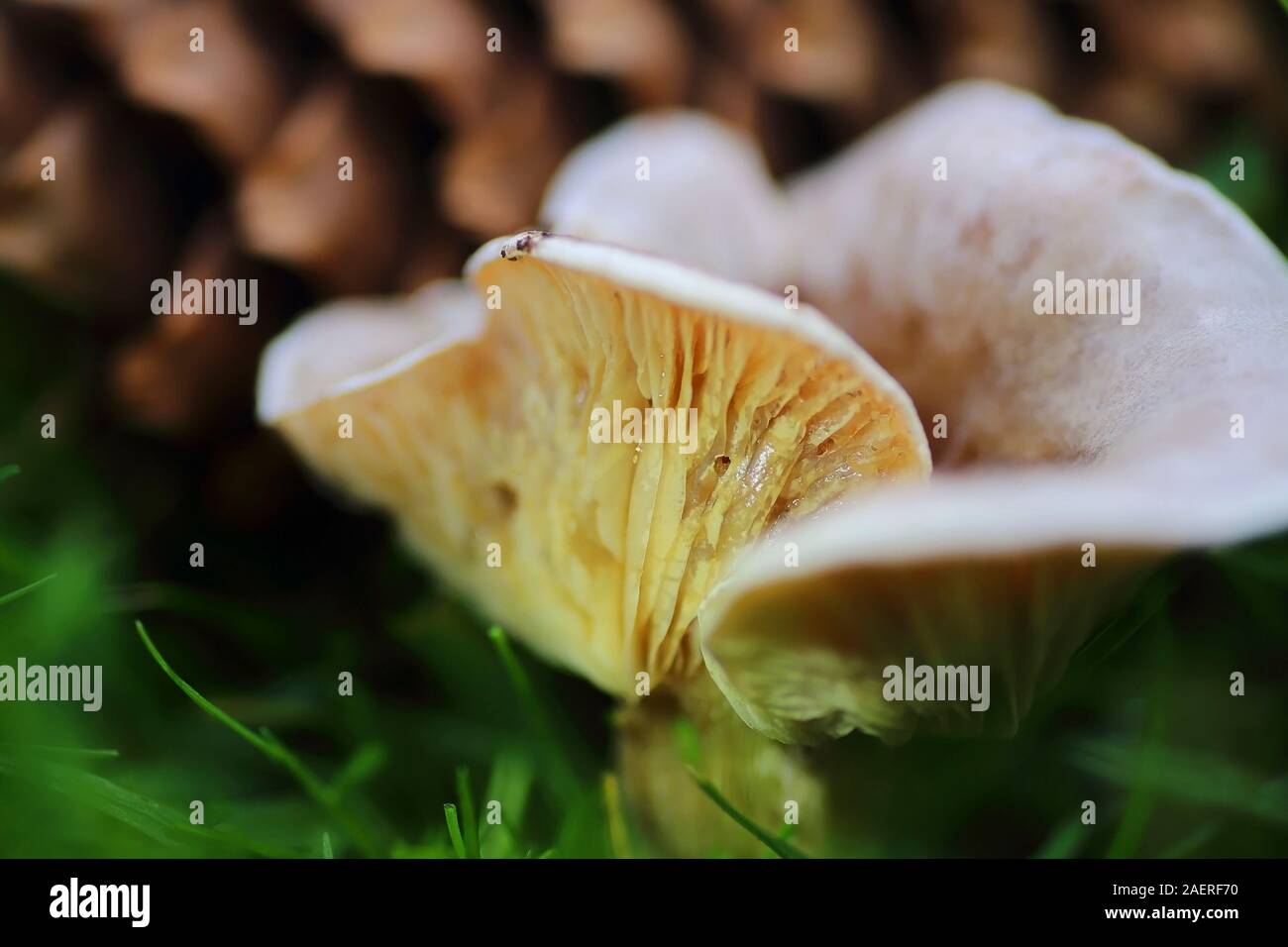 Toadstools or Fungi lamellae in the grass III Stock Photo