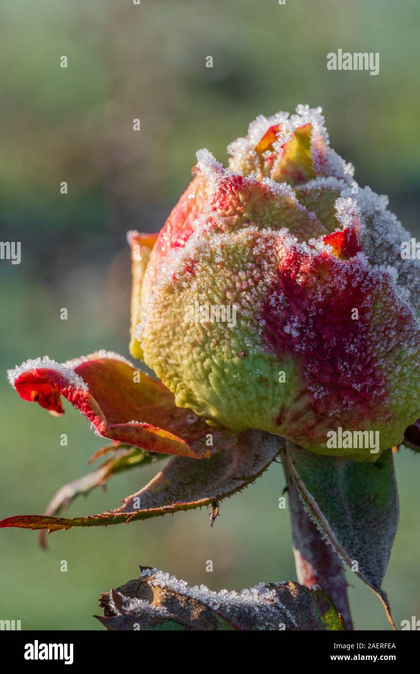 Frozen rose with red and yellow petals, covered with white ice crystals. Concept of romantic love, winter season or cold temperature. Closeup macro Stock Photo