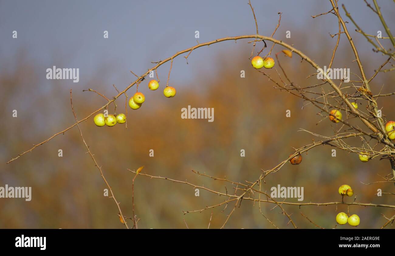 Apples hanging on the tree hi-res stock photography and images - Alamy