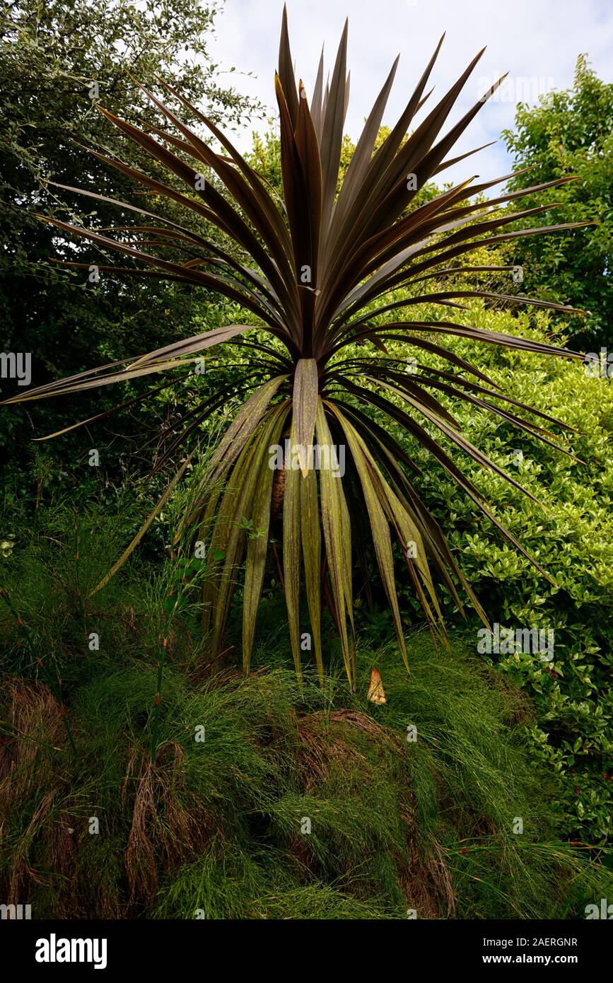 cordyline australis,restio ischyrolepis subverticillata,leaves,foliage,cordylines,restios,garden,gardens,RM Floral Stock Photo