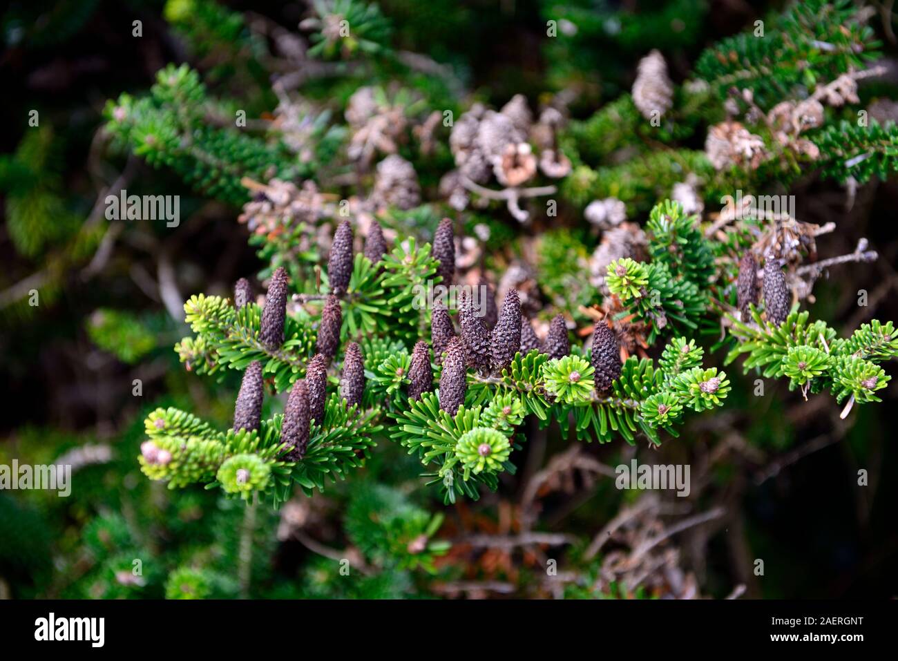 abies koreana,Korean fir,conifers,cone, cones,attractive evergreen,evergreens,conifers,RM Floral Stock Photo