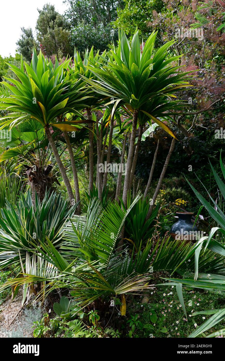 cordyline australis obtecta green goddess,green leaves,foliage