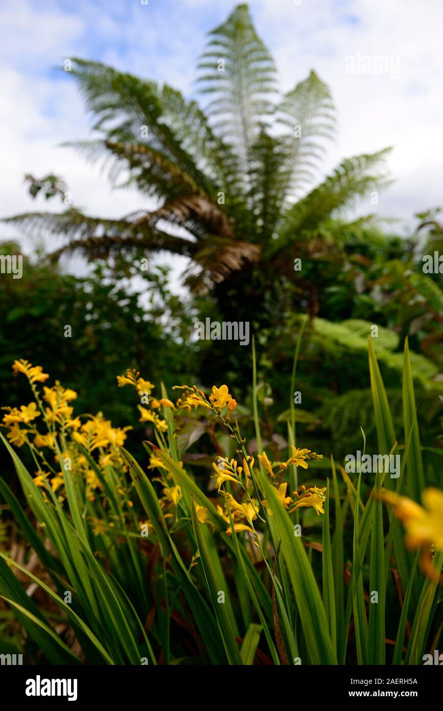 Crocosmia x crocosmiiflora George Davison,dicksonia antartica,tree fern,mix,mixed planting scheme,garden,gardens,RM Floral Stock Photo