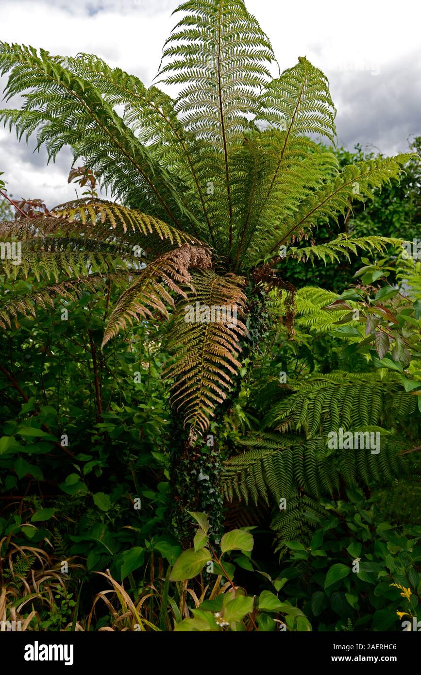 Tree fern garden hi-res stock photography and images - Alamy