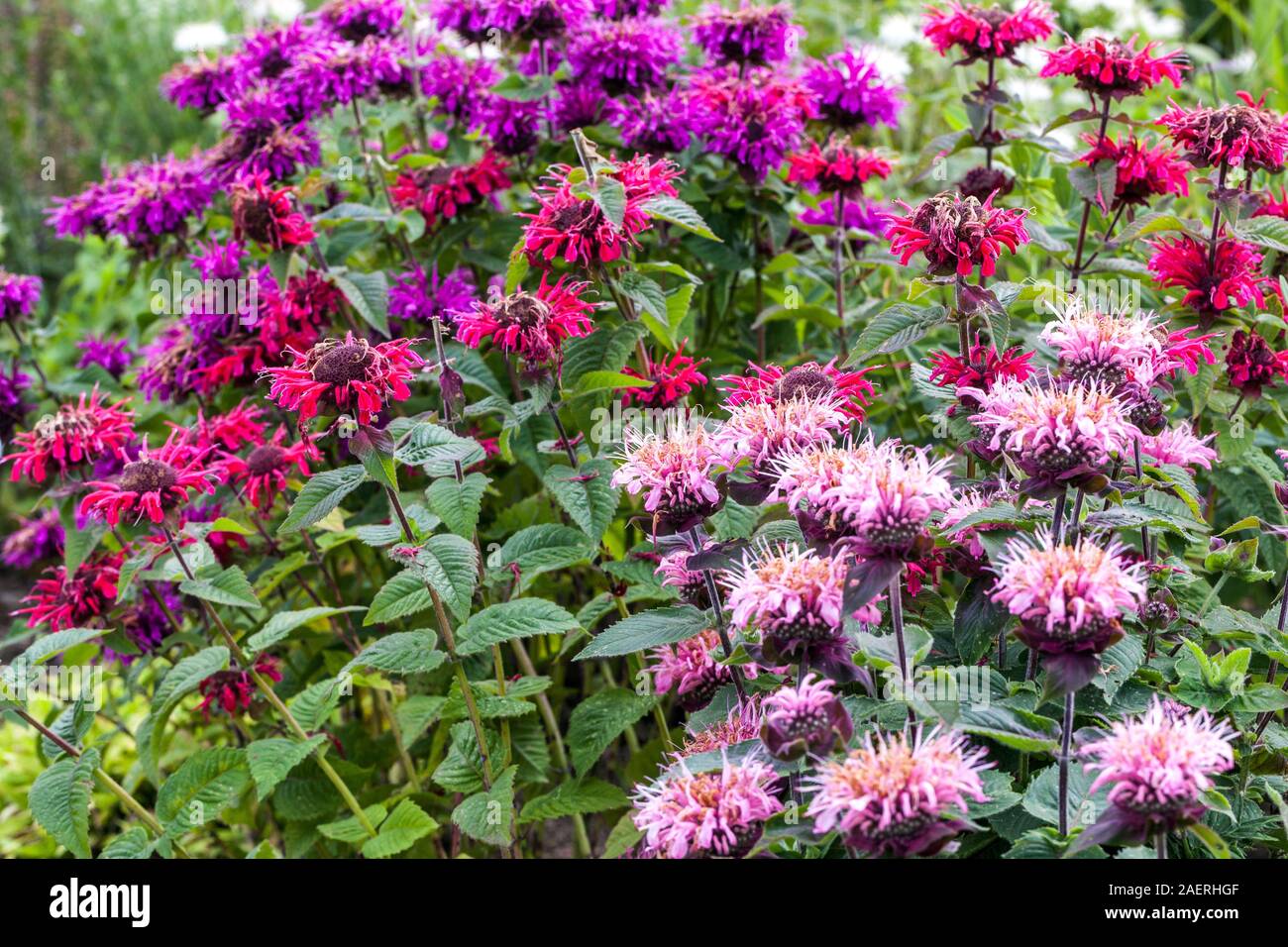 Purple Red Pink Monarda didyma flowers Bergamot flower bed border colorful garden plants June Stock Photo