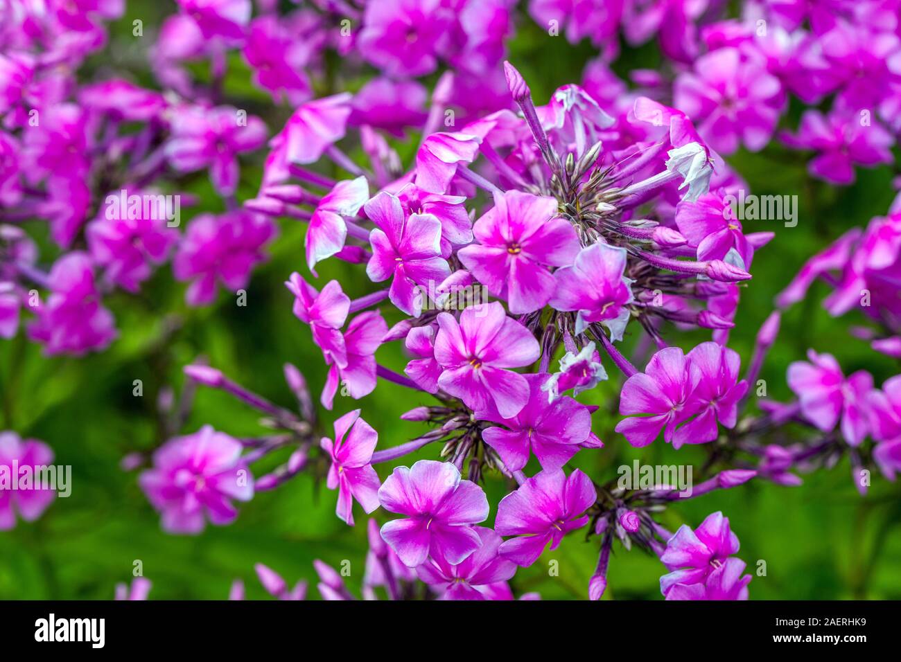 Purple Phlox amplifolia ' Christine ' Stock Photo