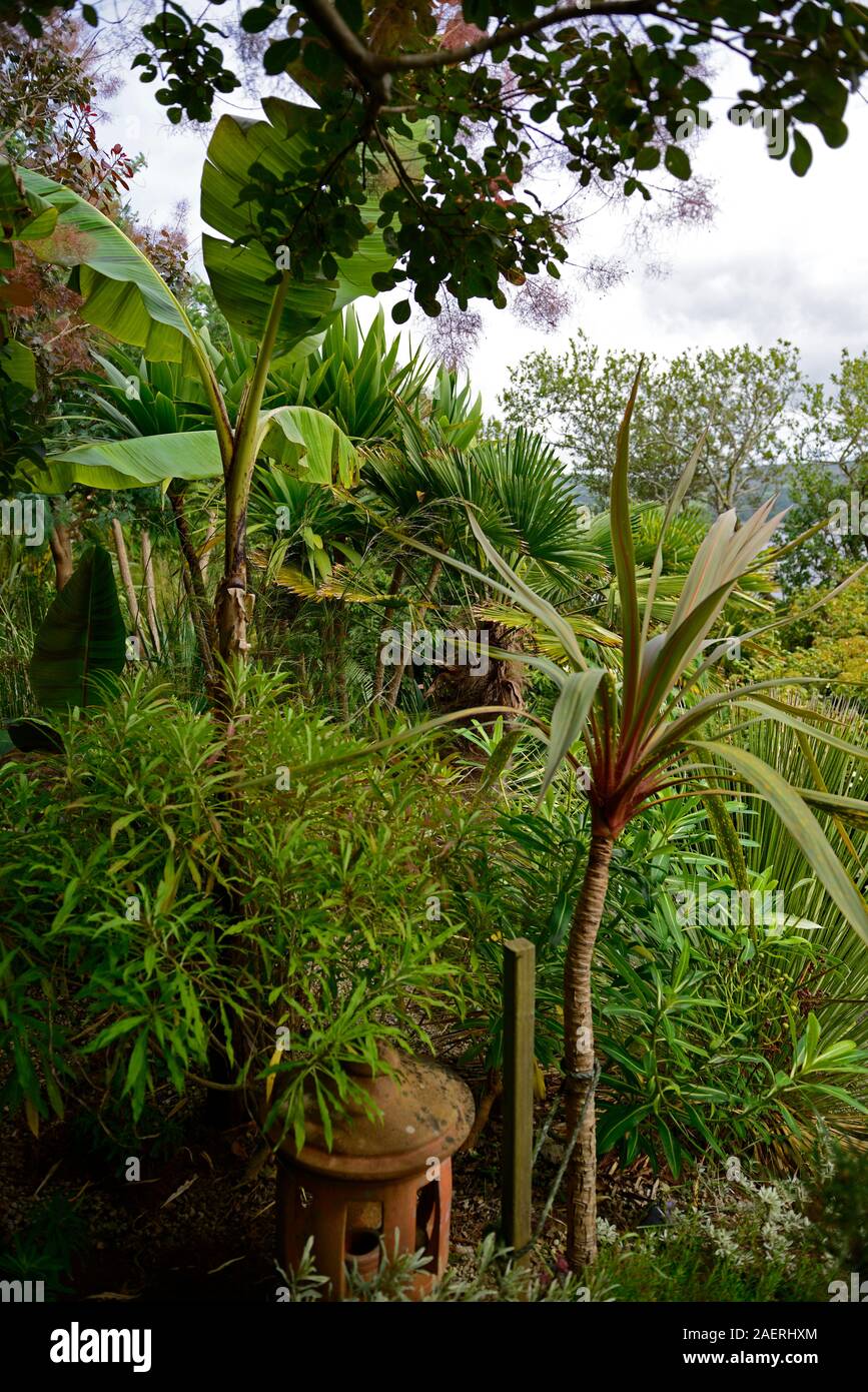musa sikkimensis,cordyline australis,leaves,foliage,cordylines,garden,gardens,RM Floral Stock Photo
