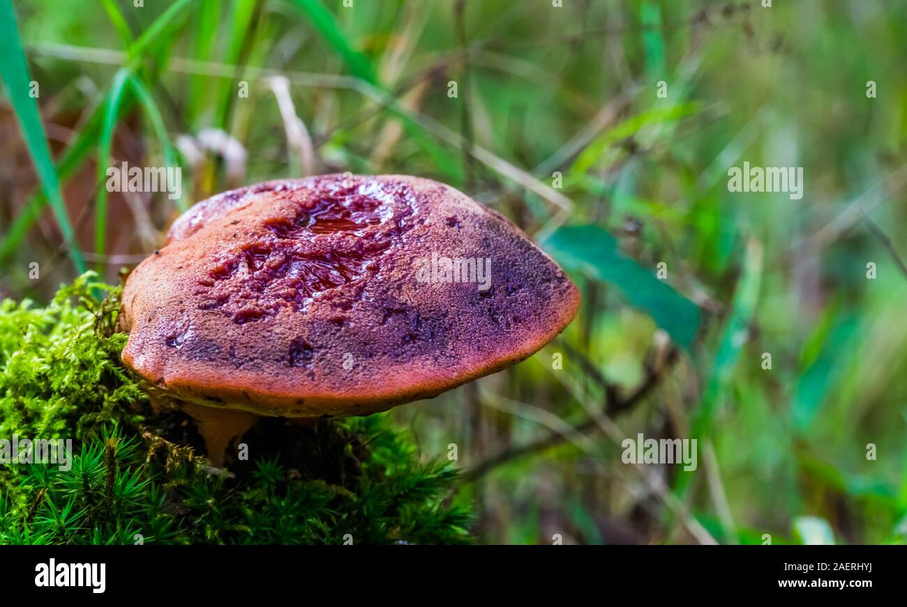 closeup of a beefsteak fungus, common and edible mushroom specie, fungi from Europe and britain Stock Photo