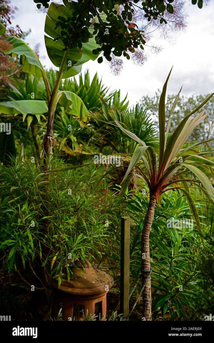 musa sikkimensis,cordyline australis,leaves,foliage,cordylines,garden,gardens,RM Floral Stock Photo