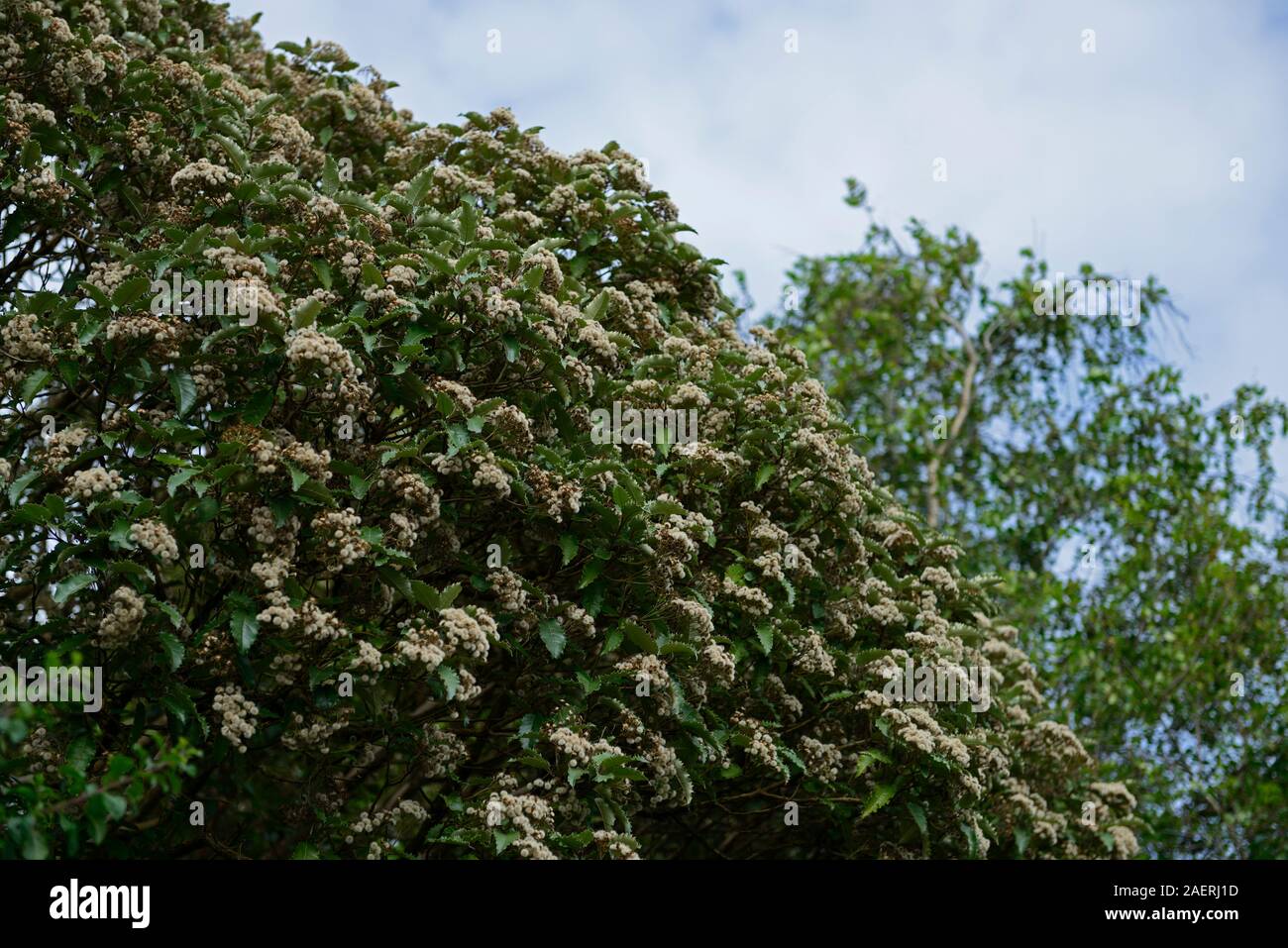 Olearia macrodonta,New Zealand holly,foliage,leaves,white flowers, sub-alpine evergreen tree,garden,gardens,RM Floral Stock Photo