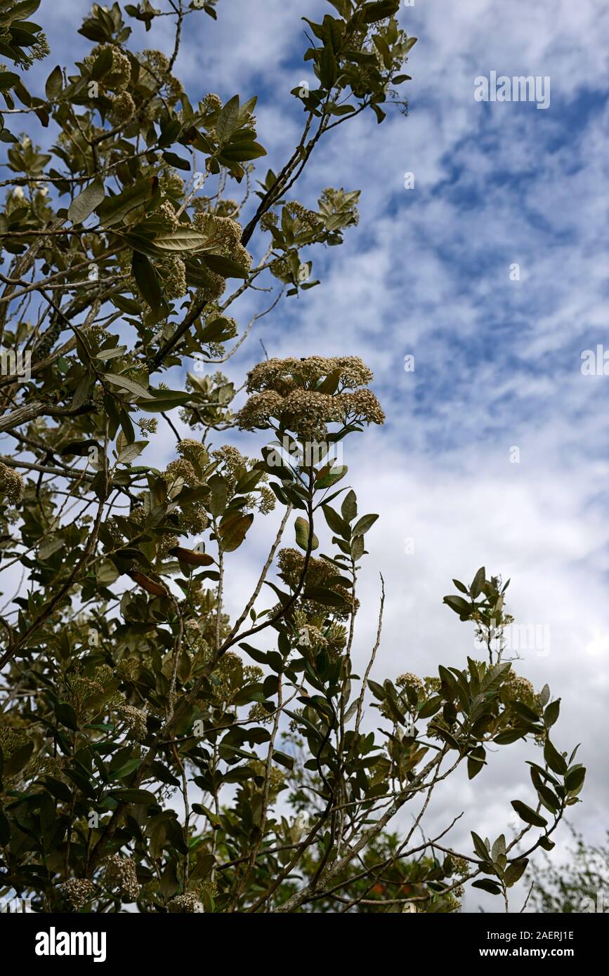 olearia x oleifolia waikariensis,daisy bush,white flowers,flowers,evergreen leaves,foliage,garens,RM Floral Stock Photo