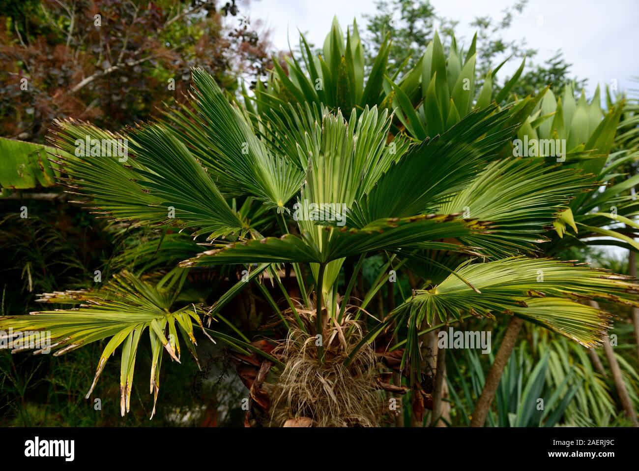 Trachycarpus fortunei Wagnerianus,palm tree,trees,leaves,foliage,garden,gardens,RM Floral Stock Photo
