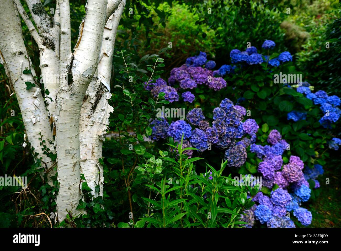White Birch Tree,Betula Jacquemontii,blue hydrangea,garden feature,contrast,contrasting,colour,color,RM floral Stock Photo