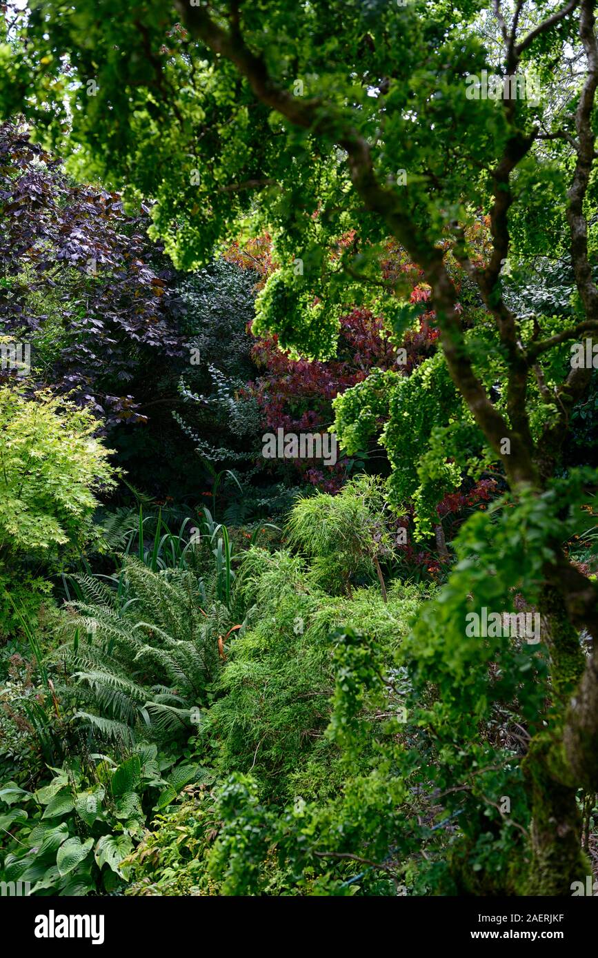 japanese acers,acer,asian woodland garden,Kilravock gardens,West Cork Garden Trail,Durrus,County Cork,RM Floral Stock Photo