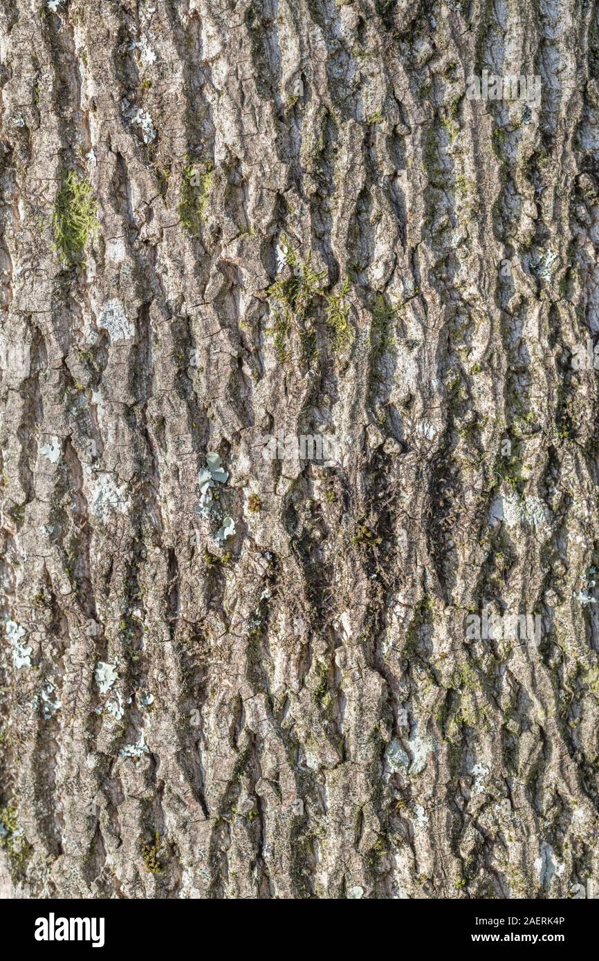 Tulip poplar bark hi-res stock photography and images - Alamy