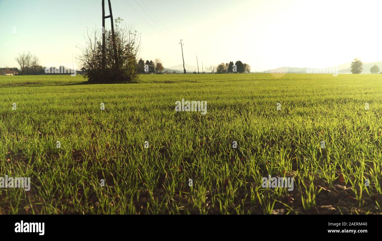 corn field, warm spring day, growing corn in an agricultural field with ...