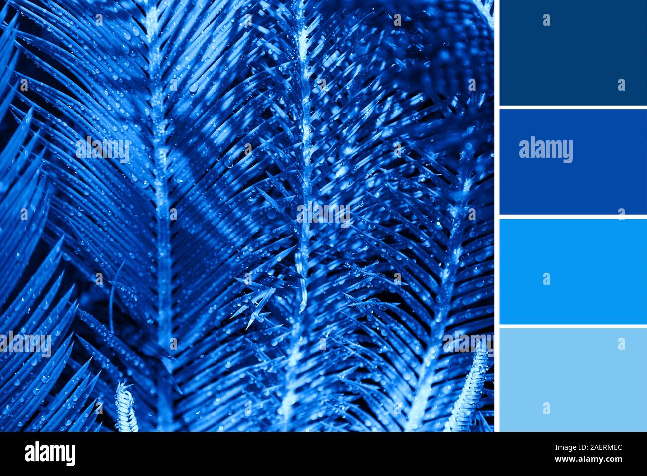 https://c8.alamy.com/comp/2AERMEC/beautiful-palm-leaves-with-blue-color-palette-2AERMEC.jpg