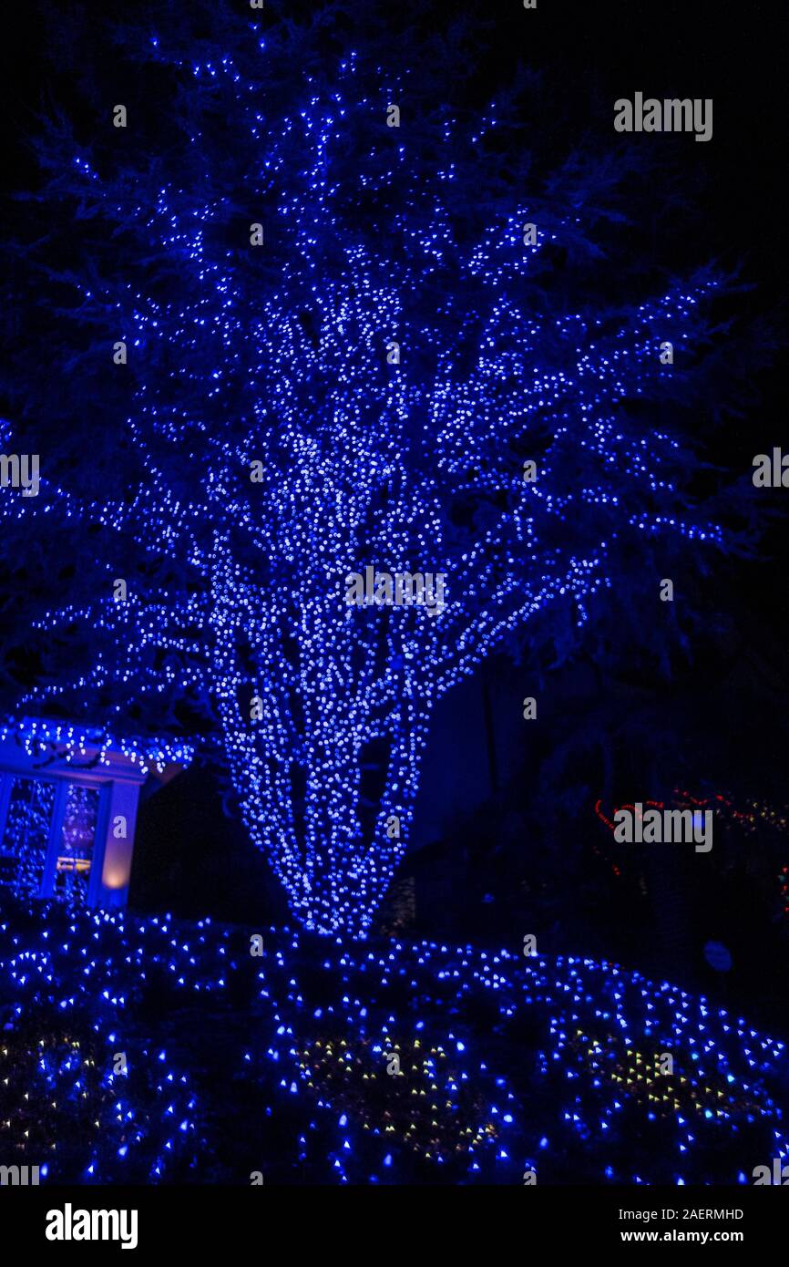 Colorful blue Christmas decorations on a tree in Bay Ridge Brooklyn, New York, USA Stock Photo