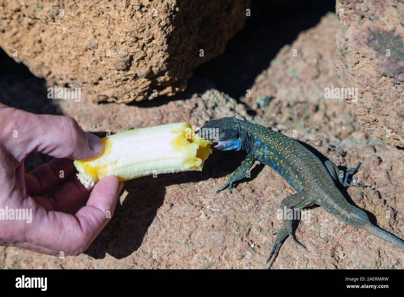 Tenerife Lizard being hand fed a banana. Stock Photo