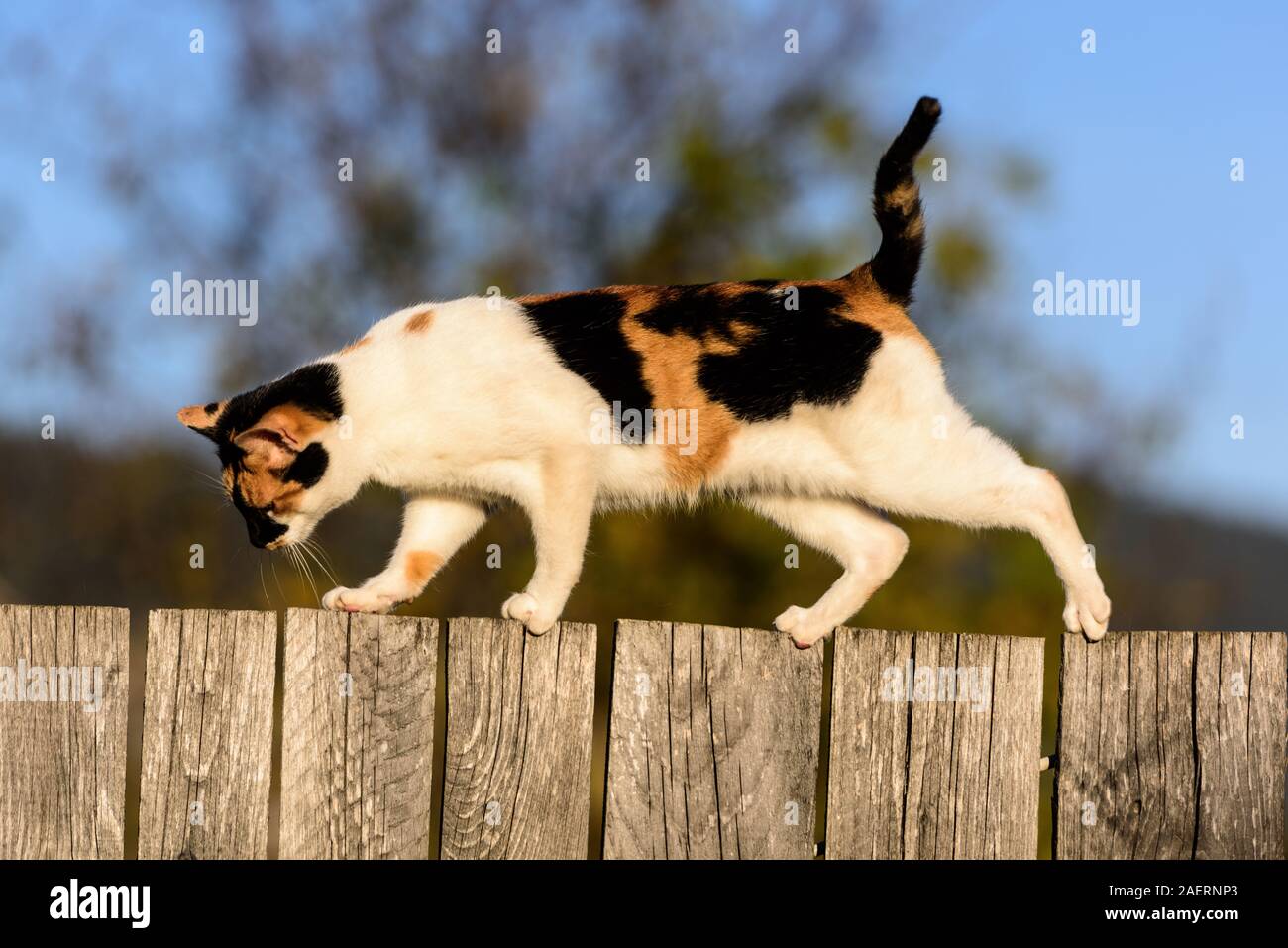 Cat walking on wooden fence hi-res stock photography and images - Alamy