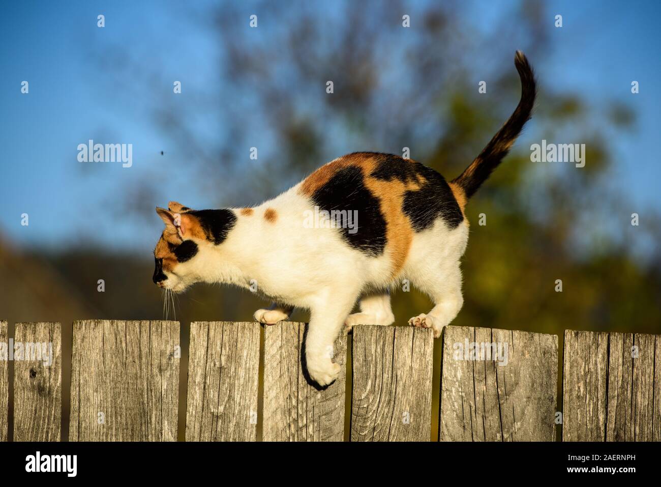 Cat walking on wooden fence hi-res stock photography and images - Alamy