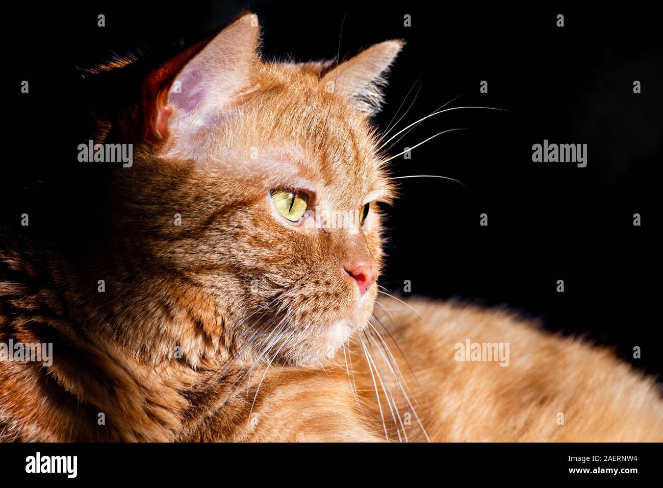 Orange cat (mixed breed; half Persian) illuminated by bright sun; dark background Stock Photo