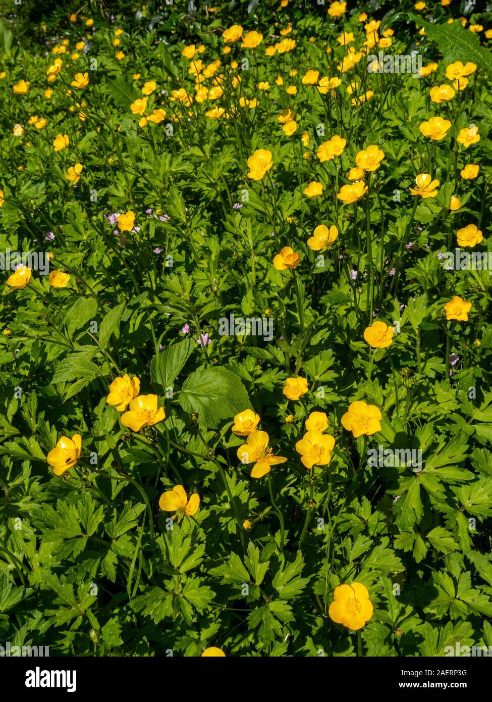 A drift of bright yellow buttercup flowers (Ranunculus) amongst green
